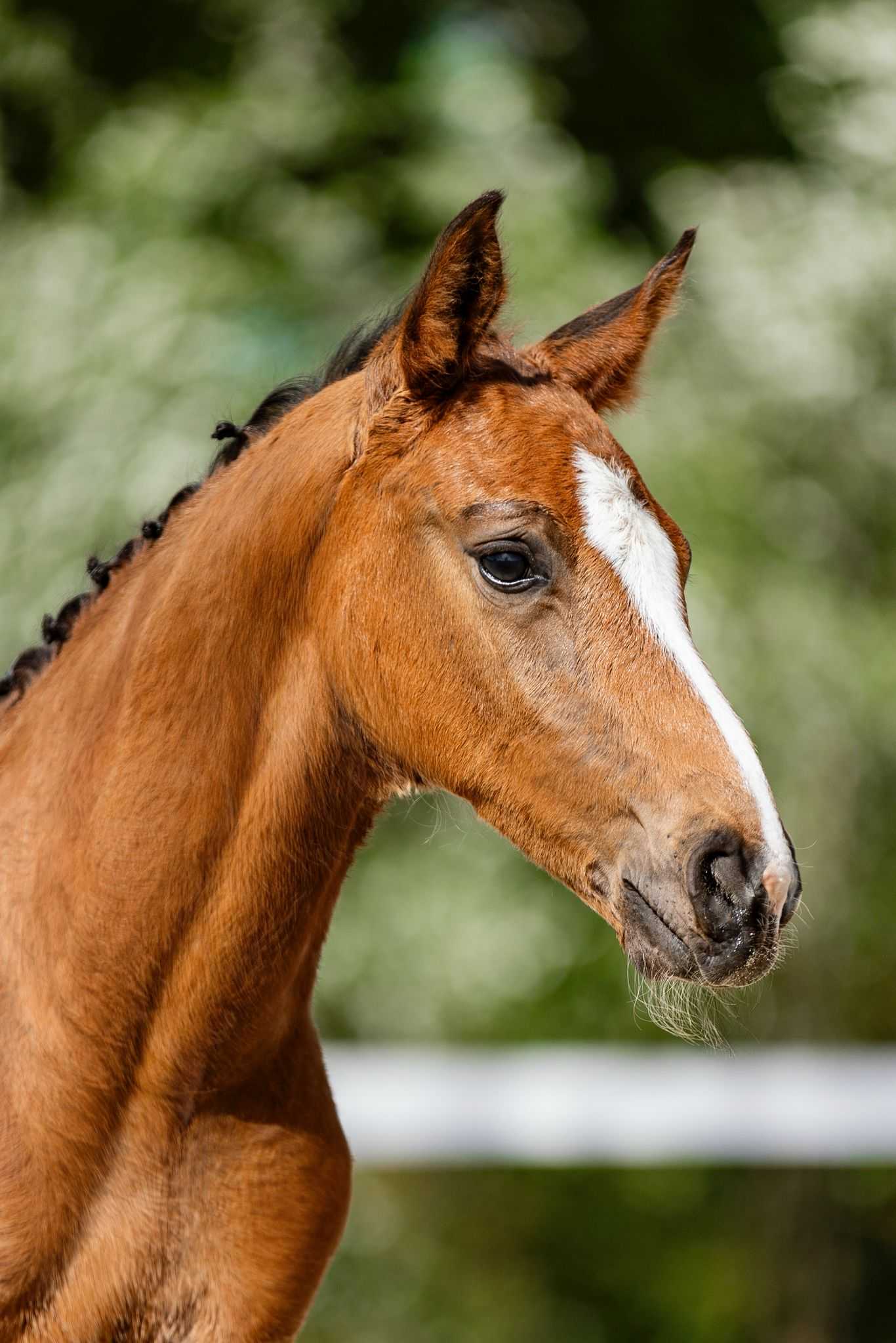 Don Carethago (Dominator 2000 x Indoctro) — HOL · Stallion · 0y